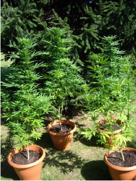 Cannabis mit Erde anbauen Cannabispflanzen mit Erde als Growmedium