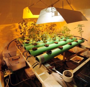 Cannabis anbauen: Hydrokultur/hydroponisches System Cannabispflanzen in einer professionellen Hydrokultur