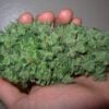 Schöne Cannabis Blüte