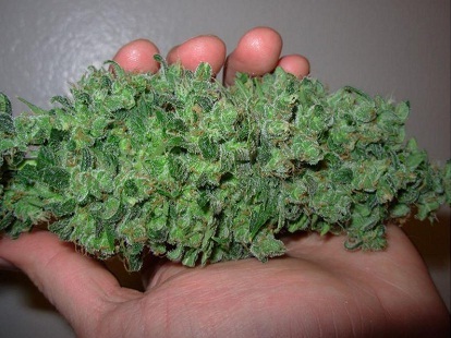 Schöne Cannabis Blüte
