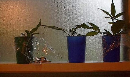 Cannabis Stecklinge mit Erde cannabis anbauen klonen Cannabis Stecklinge mit Erde cannabis anbauen klonen