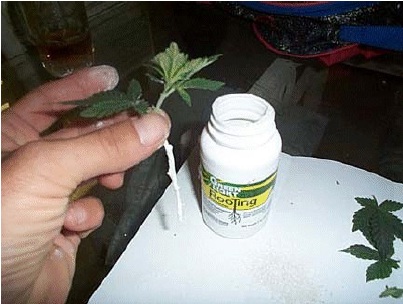 Klon Gel cannabis stecklinge klonen Cannabis Anbau: Den Steckling in das Klon-Gel eintauchen