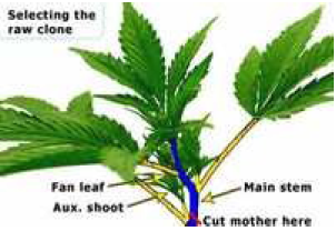 wo schneide ich stecklinge ab cannabis hanf Cannabis Anbau: Schnittstelle beim Steckling schneiden