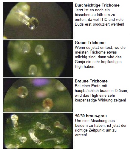 So kann der richtige Zeitpunkt zum Ernten der Marihuana genau festgestellt werden!