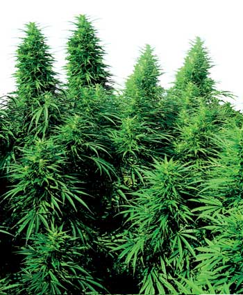 Die richtige Marihuana Sorte für dich!