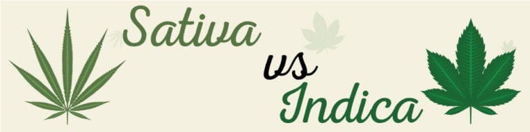 Sativa vs. Indica – Unterschiede der Cannabis-Typen