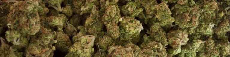 Cannabis Ernten Wie Ein Profi – Anleitung