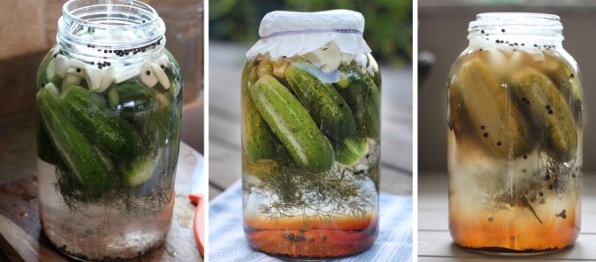 Fermentation von Salzgurken, Ergebnis nach einer Woche