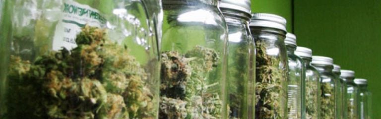 Marihuana fermentieren – so veredelst du deine Buds