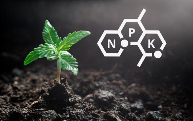 Cannabis richtig düngen: So gibt man den Kleinen die passenden Nährstoffe!