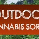 Outdoor Grow Ab Wann Hanf Aussetzen Cannabisanbauen Net