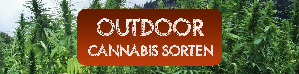 Cannabis Sorten: Welche sind für Outdoor am besten? 2017 Edition