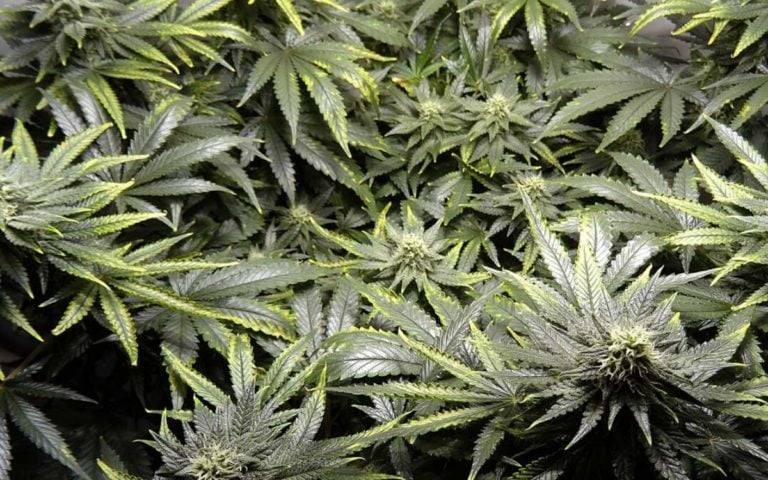 Cannabis: Kupfermangel erkennen und lösen