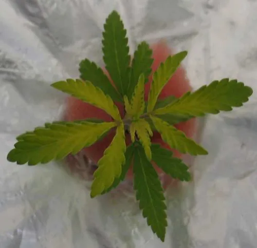 Schwefelmangel Bei Cannabis Erkennen Und Losen Cannabisanbauen Net