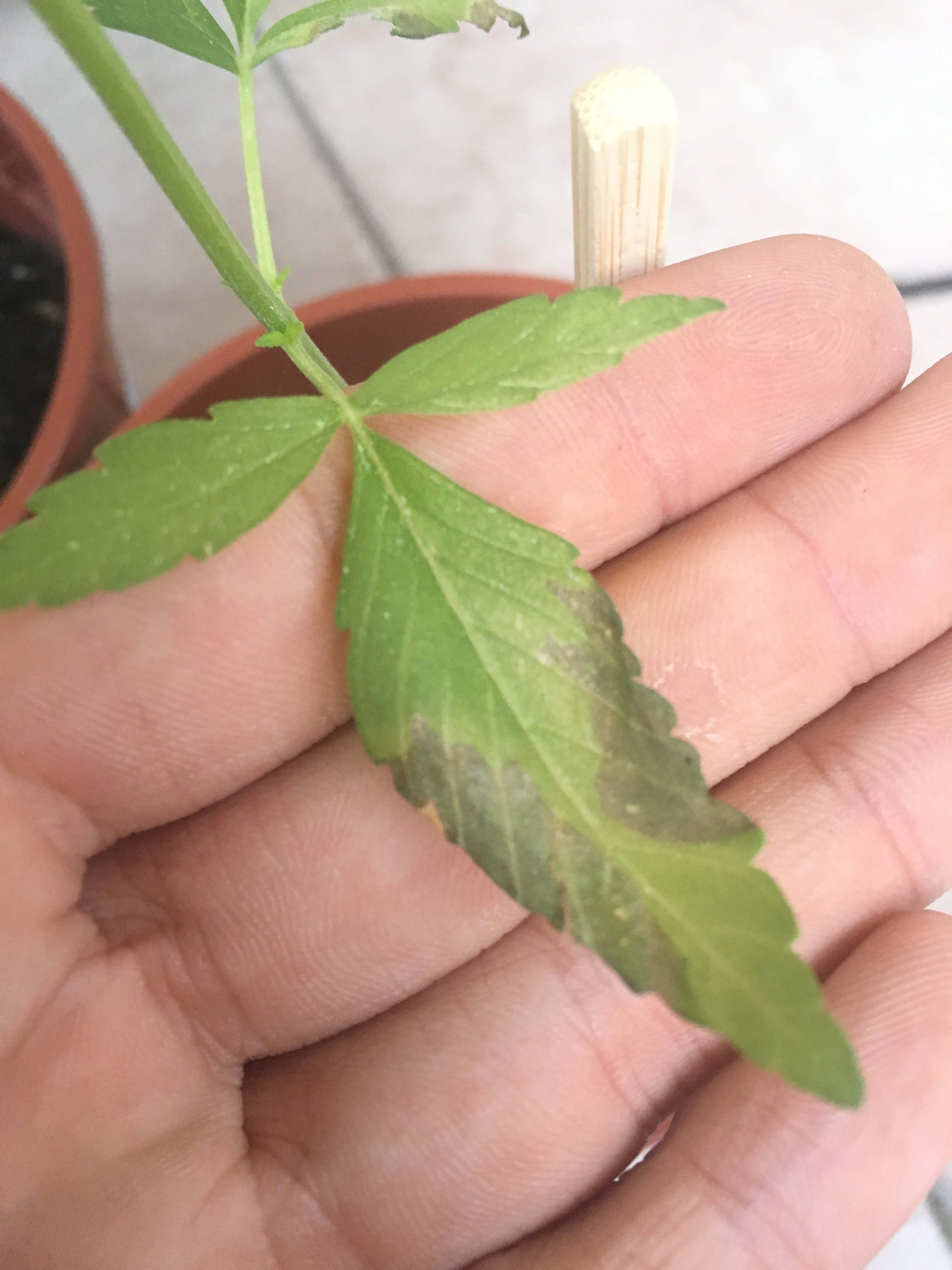 Phosphormangel Bei Cannabis Schnell Und Einfach Beheben