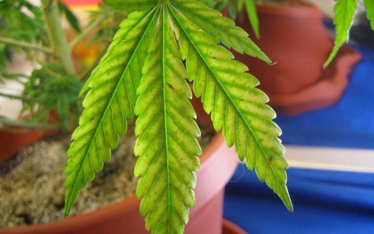 Magnesiummangel bei Cannabis erkennen und lösen