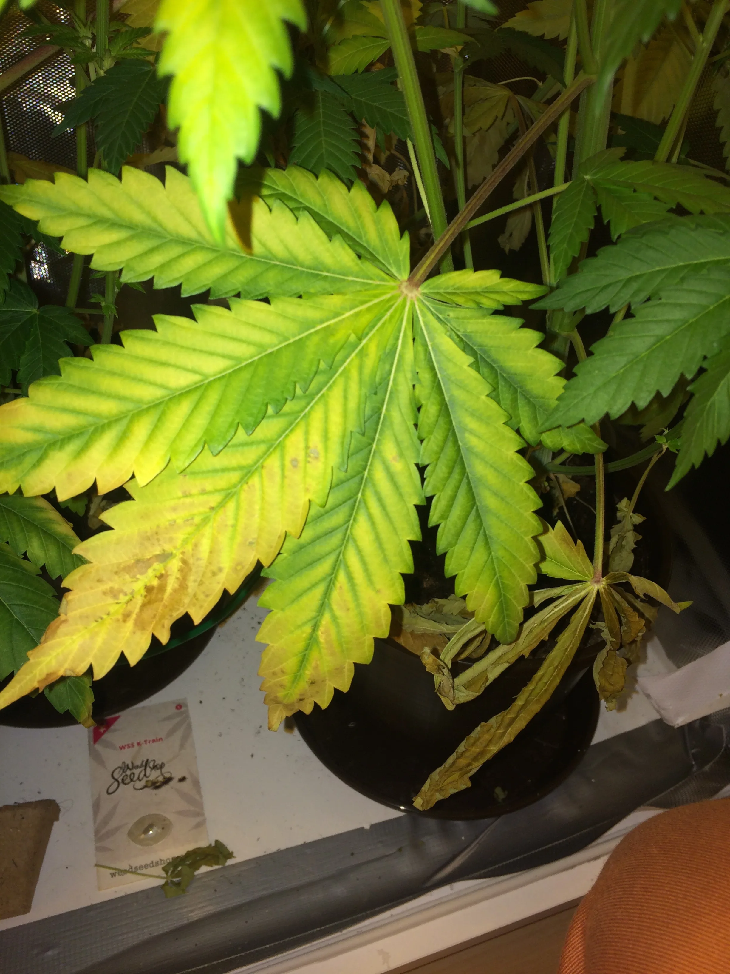 Stickstoffmangel bei Cannabis - schnell und einfach beheben |  CannabisAnbauen.net