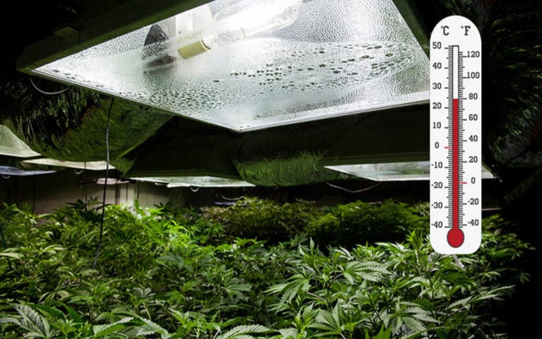 Zu kalt in der Growbox? Mit diesen 6 Tipps die Temperatur erhöhen!