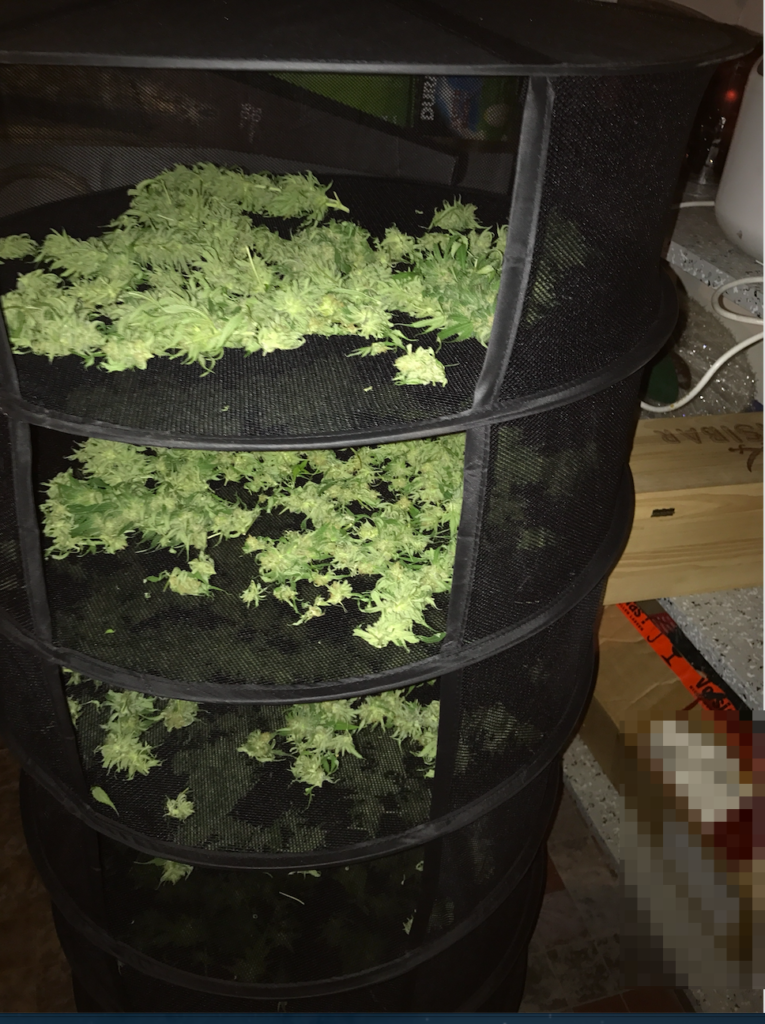 Cannabis trocknen so macht man es richtig (2022)