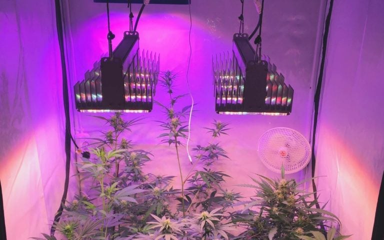 Beleuchtung für Cannabis Anbau: Das sollte man beachten