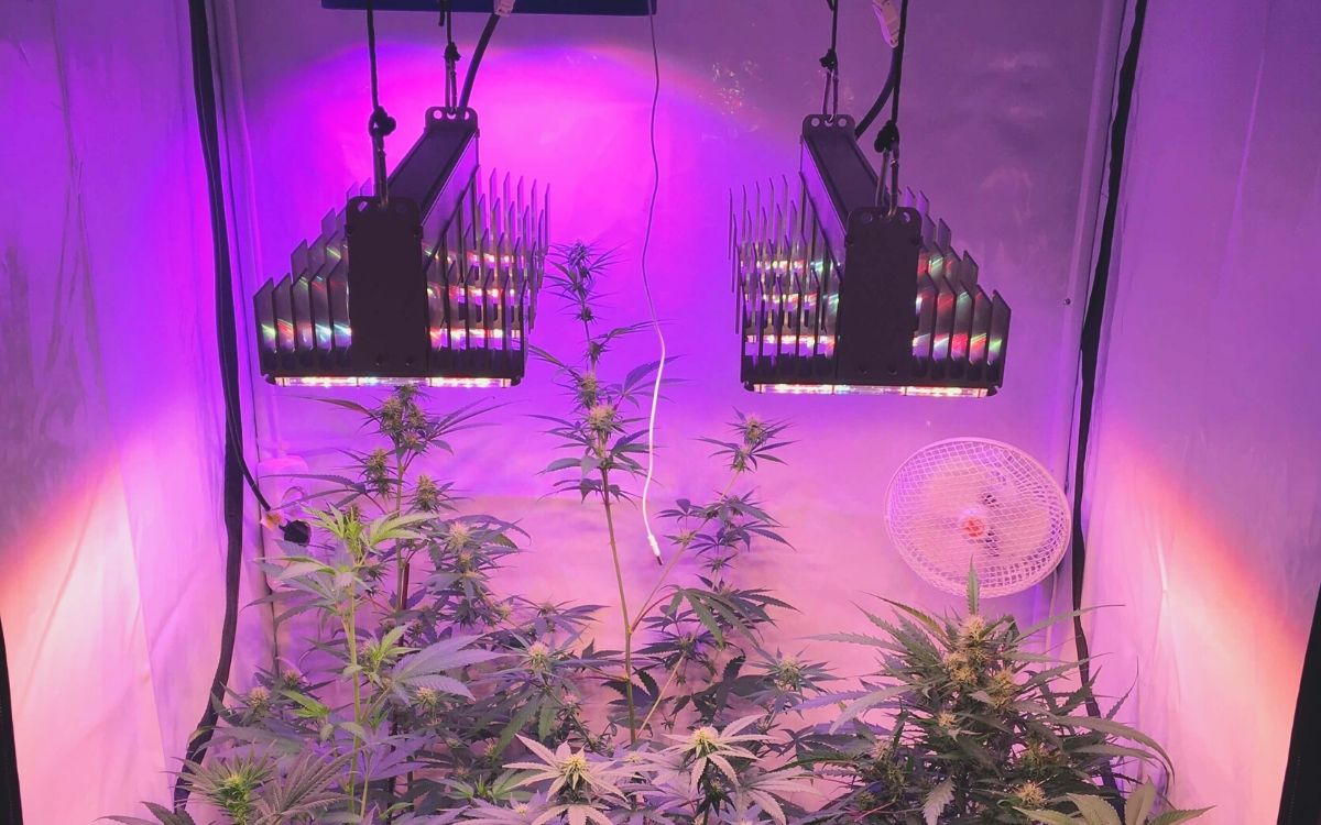 Kaufberatung: Beleuchtung für Cannabis Anbau (2021) | CannabisAnbauen.net
