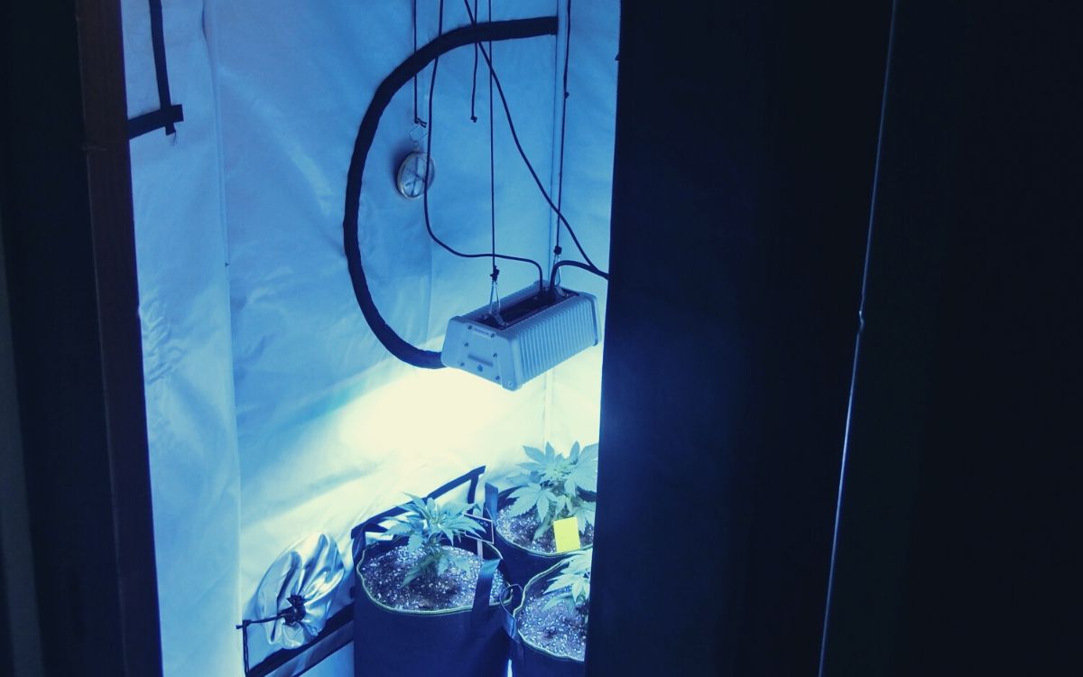 Cannabis Indoor Anbauen Wo Anfangen Cannabisanbauen Net