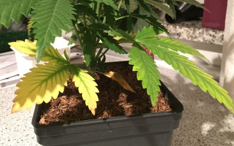Stickstoffmangel bei Cannabis – schnell und einfach beheben