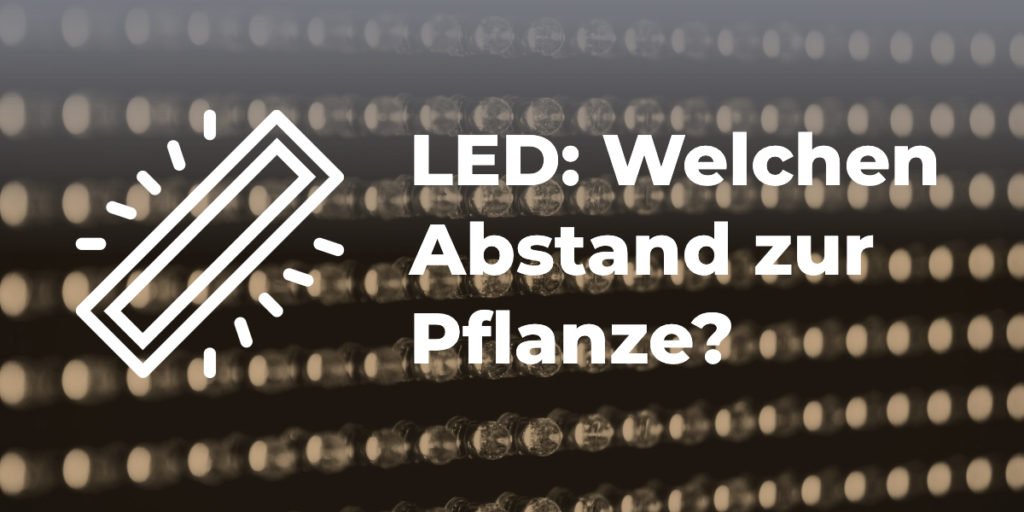 LED Beleuchtung: Welchen Abstand zur Pflanze?