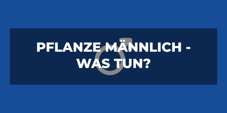Pflanze männlich? Geschlecht herausfinden!