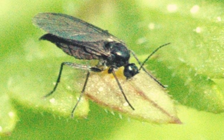 Trauermücken Befall – Was tun?