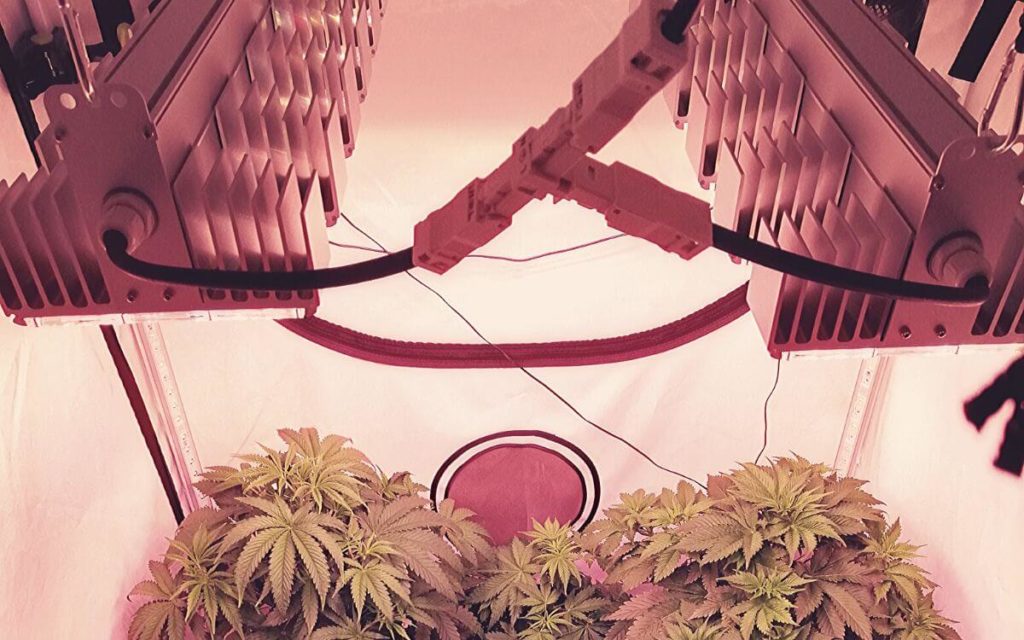Kaufberatung: LED Pflanzenlampen für Cannabis Anbau (2022)