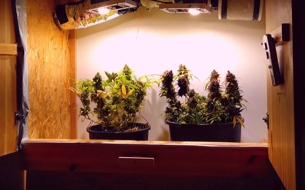 Growbox Selber Bauen Mit Der Schwedengrow Box Anleitung Cannabisanbauen Net