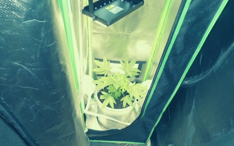 Growbox für Cannabis Anbau: Das sollte man beachten