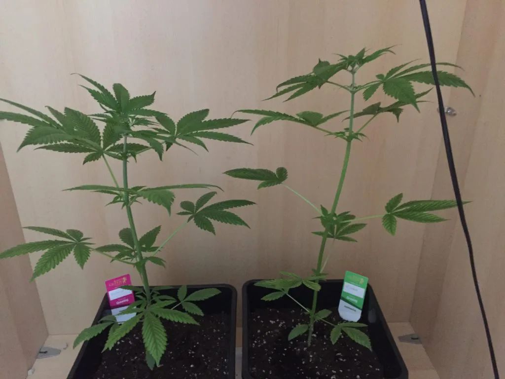 Led Beleuchtung Welchen Abstand Zur Pflanze Cannabisanbauen Net