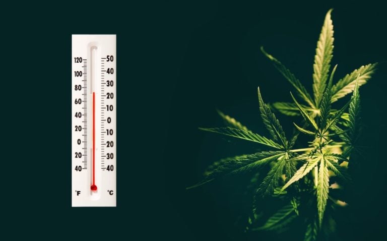 Temperatur beim Cannabis Anbau
