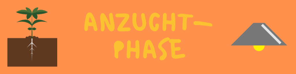 Anzuchtphase