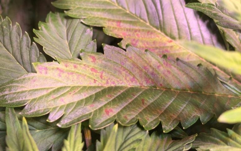 Calciummangel bei Cannabis erkennen und lösen