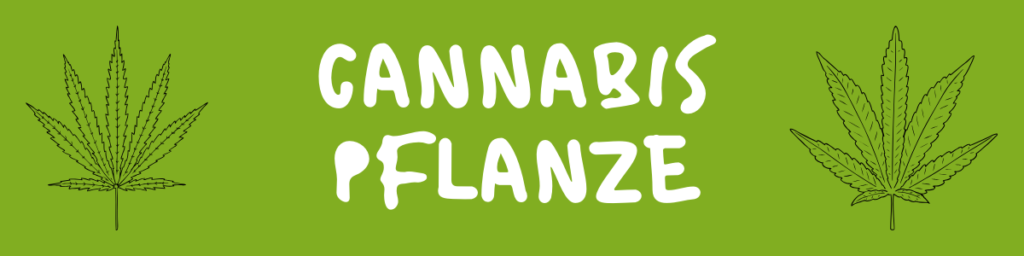 Cannabis Pflanze