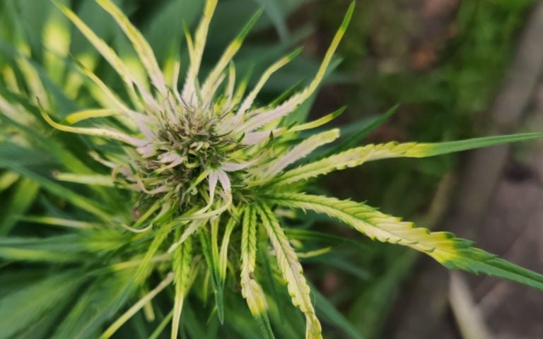 Eisenmangel bei Cannabis erkennen und lösen