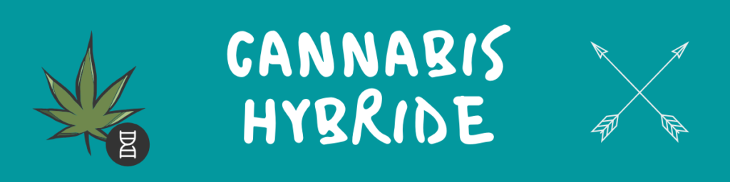 Cannabis Hybrid