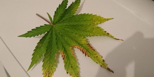 Kaliummangel Bei Cannabis – Schnell Und Einfach Beheben