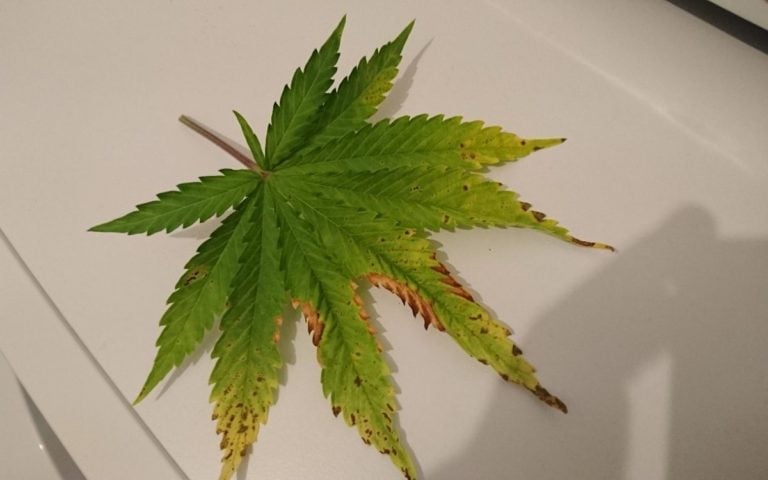 Kaliummangel Bei Cannabis – Schnell Und Einfach Beheben