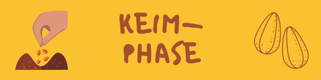 Keimphase