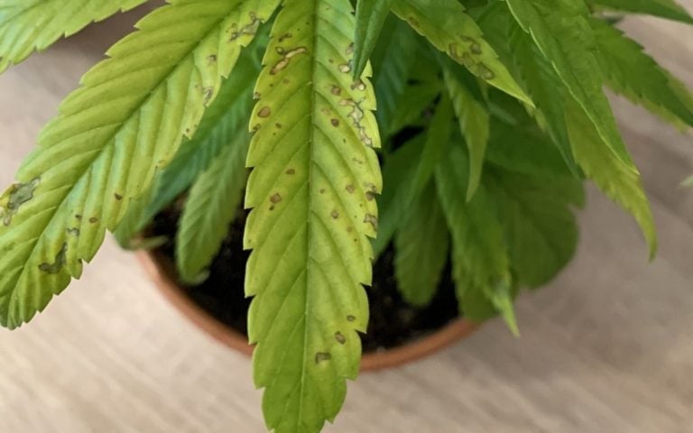 Manganmangel bei Cannabis erkennen und lösen