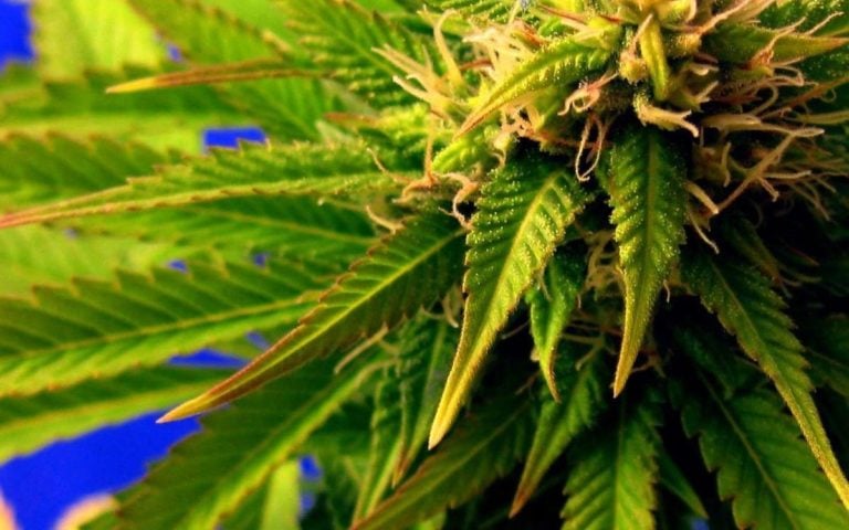 Molybdän Mangel bei Cannabis erkennen und lösen