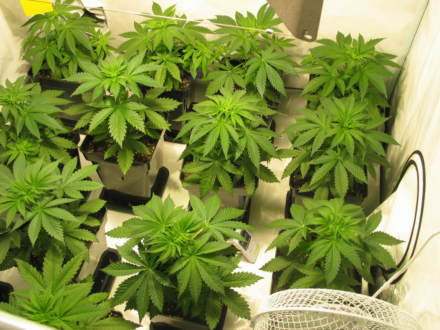 Luftfeuchtigkeit beim Cannabis Anbau (und bei Trocknung!)