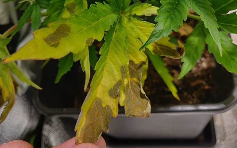 Phosphormangel Bei Cannabis – Schnell Und Einfach Beheben
