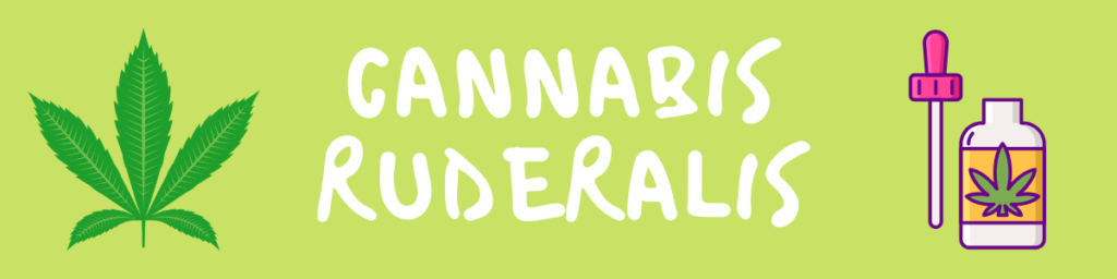 Cannabis Ruderalis