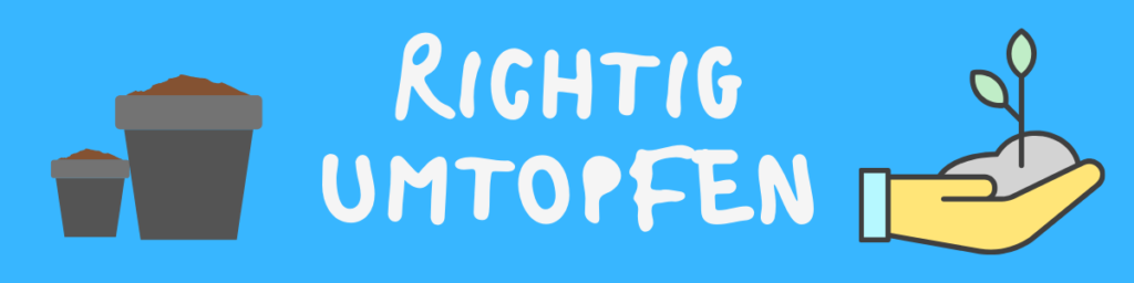 Richtiges Umtopfen