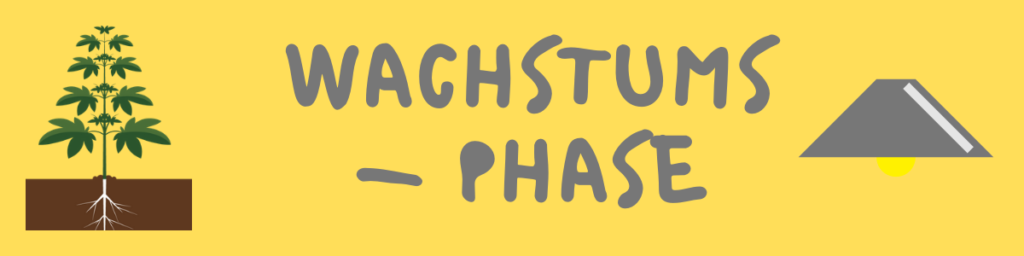Wachstumsphase